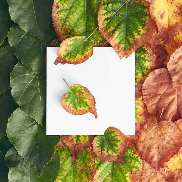 Creative minimal autumn concept. Frame made of green and red autumn leaves. Gradient Fall Flat Lay. Top View
