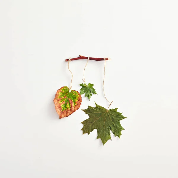 Креативный Минимум Осенней Концепции Сушёные Зелёные Жёлтые Листья Ветке Осенняя — стоковое фото