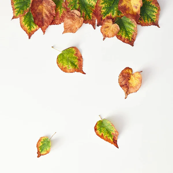 Conceito Outono Mínimo Criativo Vista Superior Das Folhas Outono Queda — Fotografia de Stock