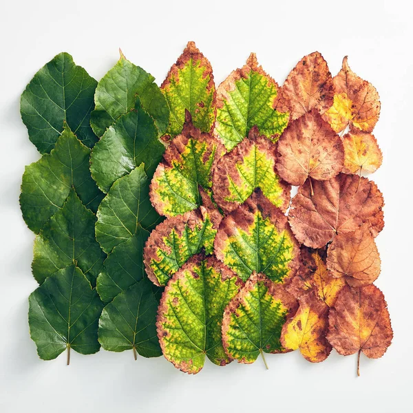 Creative minimal autumn concept. Layout made of gradient autumn leaves. Fall Flat Lay. Top View