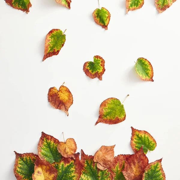 Creative minimal autumn concept. Top View of autumn leaves. Fall Flat Lay.