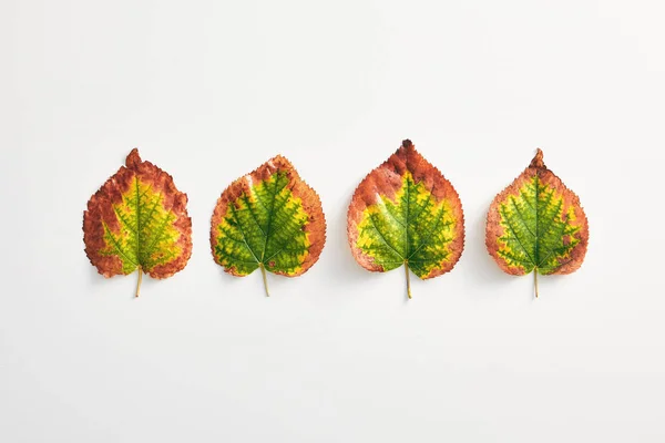 Creative minimal autumn concept. Gradient autumn leaves. Fall Flat Lay. Top View