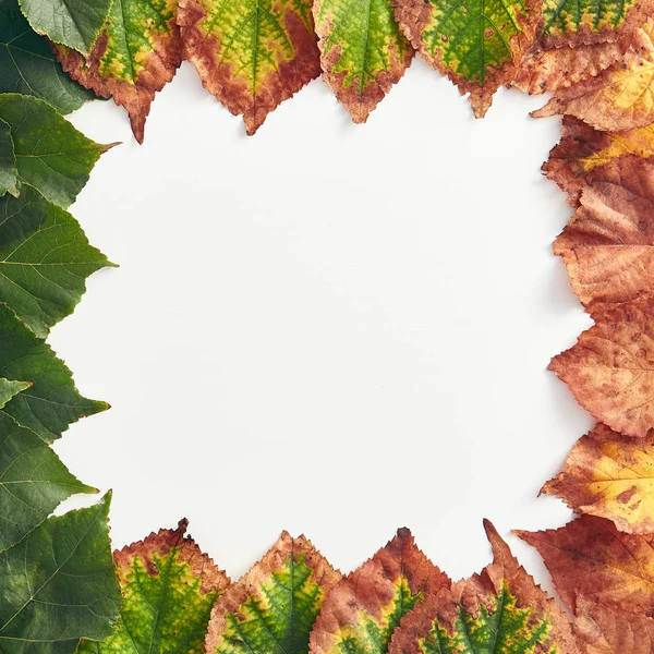 Conceito Outono Mínimo Criativo Quadro Feito Folhas Outono Verdes Vermelhas — Fotografia de Stock