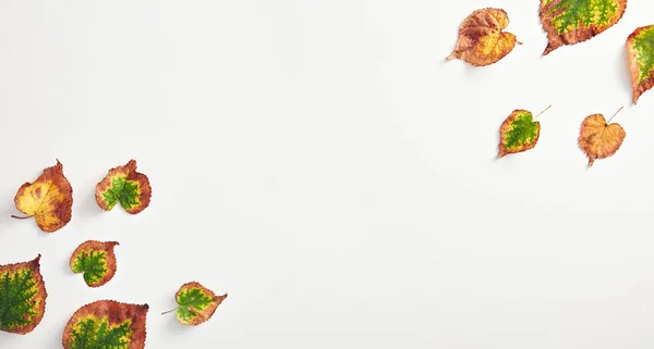 Creative minimal autumn concept. Frame made of autumn leaves. Fall Flat Lay. Top View