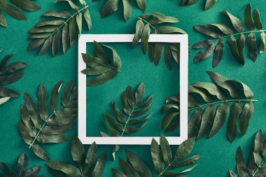 Orman sorbus ve yeşil arka plan üzerinde üst görünüm bırakır