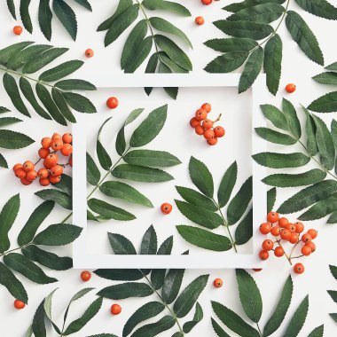 Taze sorbus çilek ve dalları üst görünümü