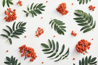 Taze sorbus çilek ve dalları üst görünümü