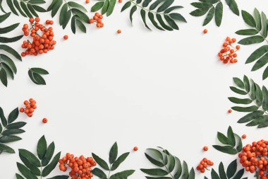 Taze sorbus çilek ve dalları üst görünümü