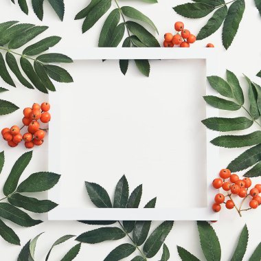 Taze sorbus çilek ve dalları üst görünümü