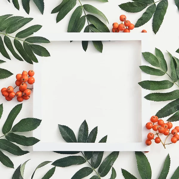 Taze sorbus çilek ve dalları üst görünümü