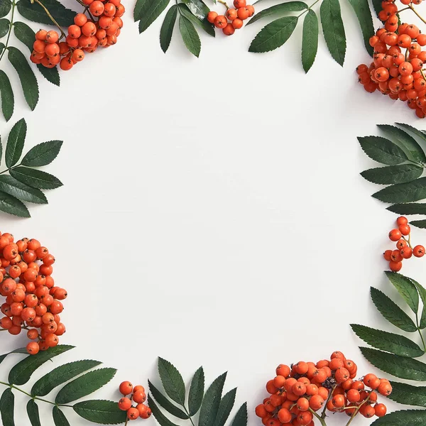 Taze sorbus çilek ve dalları üst görünümü