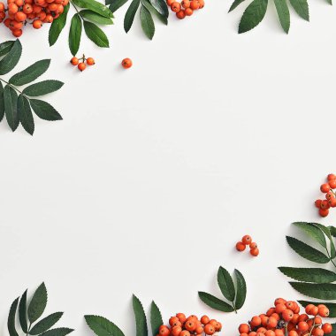 Forest sorbus and leaves top view