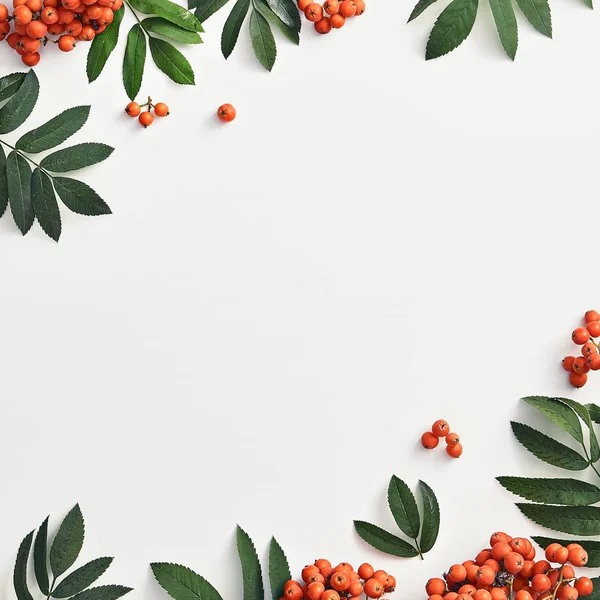 Forest sorbus and leaves top view