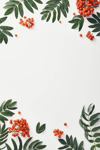 Forest sorbus and leaves top view