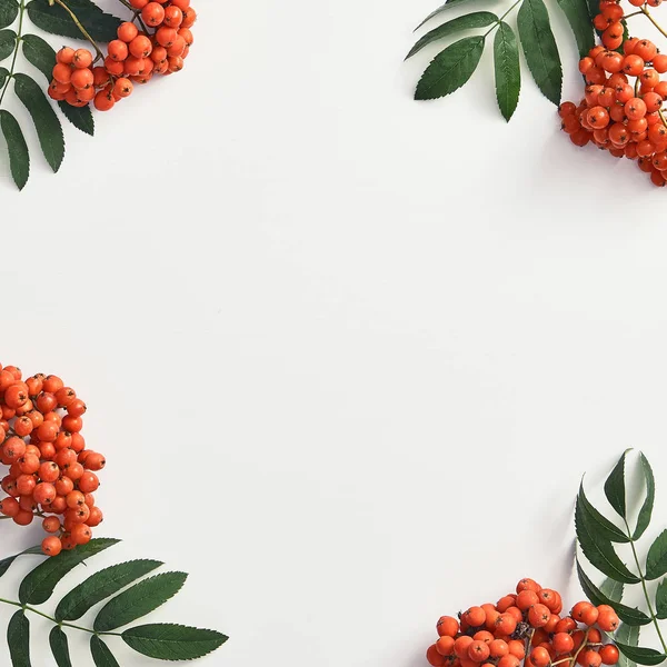 Forest sorbus and leaves top view
