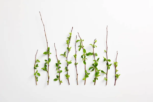 Kreatywna ekologiczna koncepcja eko z zielonymi wiosennymi listwami — Zdjęcie stockowe