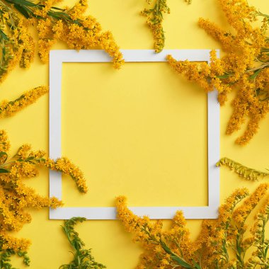 Beyaz kare çerçeve ile pastel arka plan üzerinde Solidago çiçek