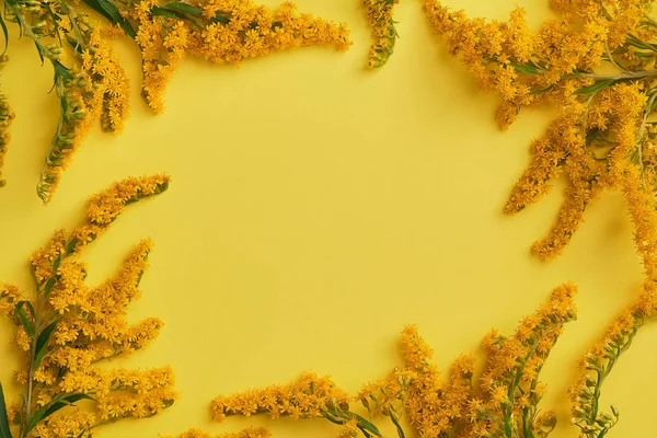 Solidago fiore su sfondo giallo — Foto Stock