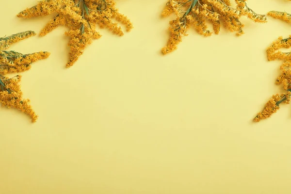 Solidago kwiat na żółtym tle — Zdjęcie stockowe