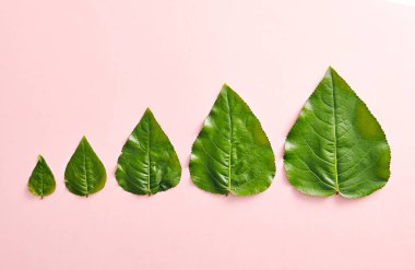 Yaratıcı doğa kavramı - yeşil yaprak büyüme aşamaları. Minimal doğa konsepti. Pembe arka plan üst görünümünde yeşil yapraklar. Düz Lay 