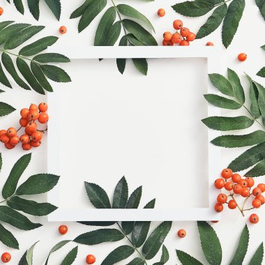 Taze Sorbus çilekleri ve dalları. Red Rowan ve Green sosyal medyayı terk ediyor. Vahşi meyve çerçevesi konsepti. Beyaz arkaplanda ağaç dalları botanik bileşimi