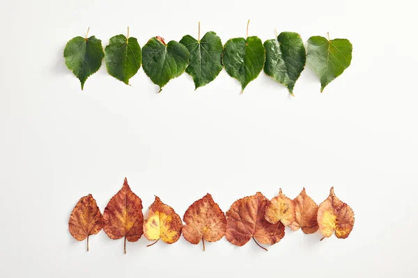 Creative minimal autumn concept. Frame made of gradient autumn leaves. Fall Flat Lay. Top View