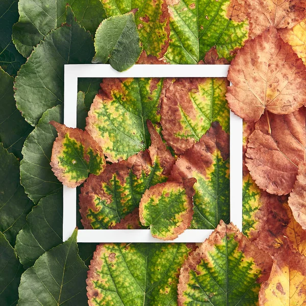 Conceito Outono Mínimo Criativo Quadro Feito Folhas Outono Verdes Vermelhas — Fotografia de Stock