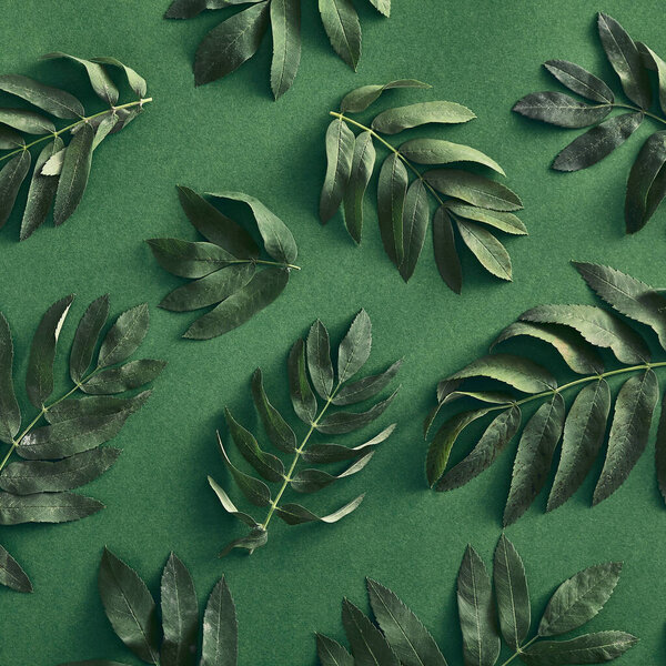 Branches leaves top view on green background. Forest sorbus green twigs flat lay. Fall botany concept. Tree branches composition. Botanical social media post, backdrop, wallpaper design