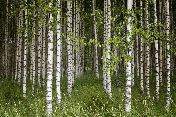 Genç ağaçlar birlikte ayakta huş ağacı.