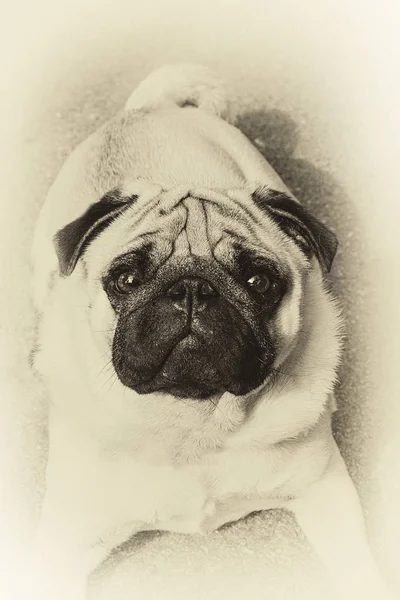 Vintage Πορτρέτο Του Ένα Περίεργο Pug Σέπια — Φωτογραφία Αρχείου