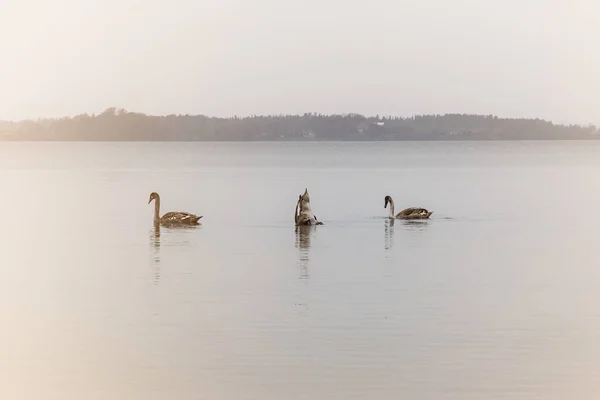 Imagem Engraçada Artística Três Cisnes Jovens Lago — Fotografia de Stock