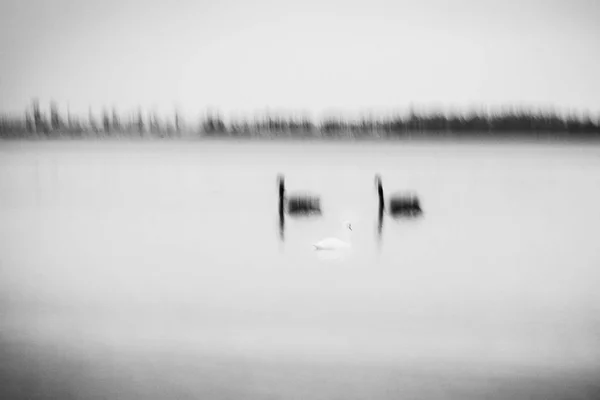 Imagen Borrosa Movimiento Texturizado Dos Cisnes Negros Cisne Blanco Niebla — Foto de Stock