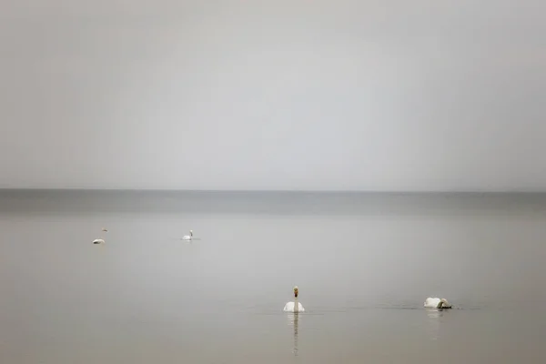 Cisnes Flutuando Água Calma Luz Mágica — Fotografia de Stock