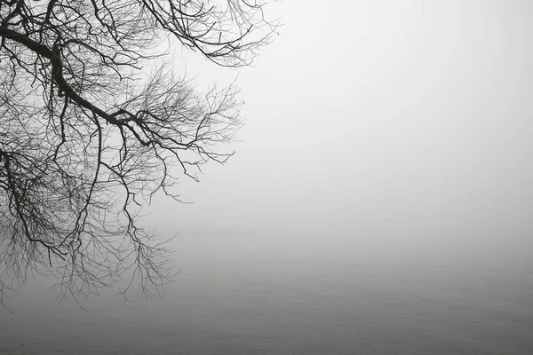 Siluett Kala Träd Gren Dimmig Morgon Vid Sjön — Stockfoto