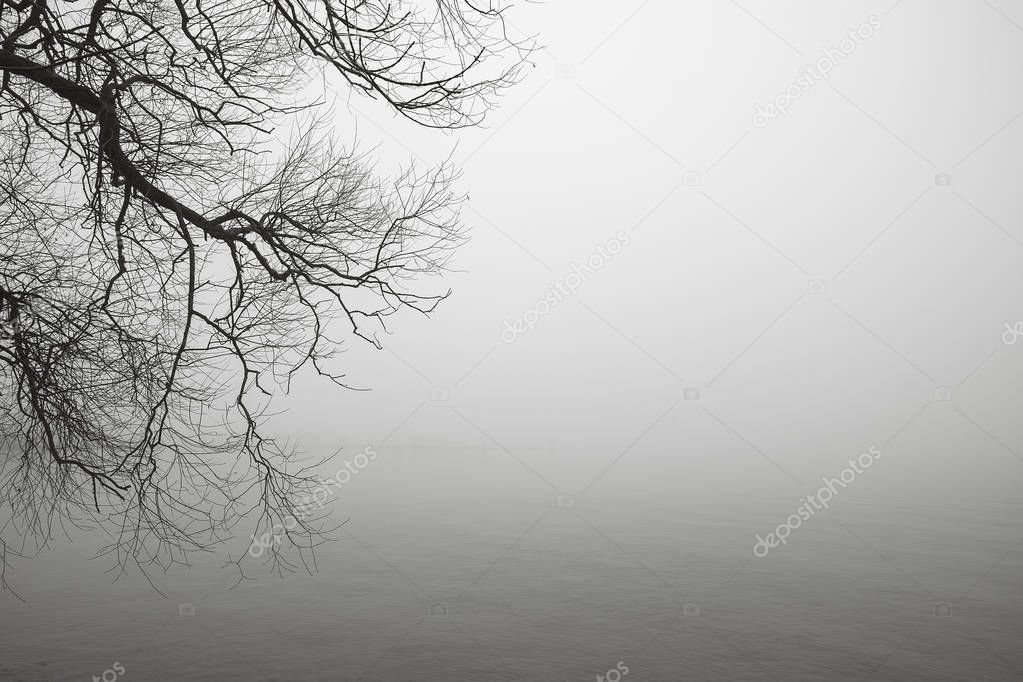 Silhouette of bare tree branch a foggy morning by lake.