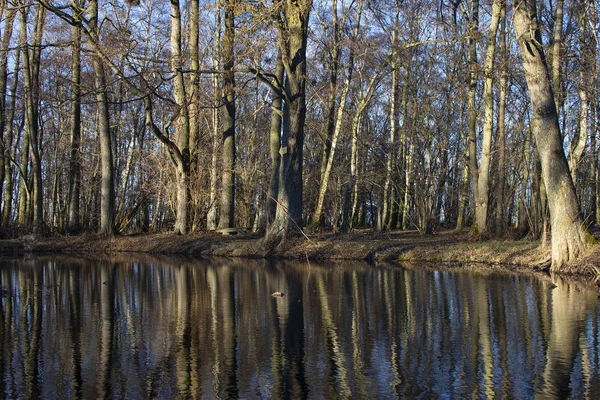 Bare trees in the spring reflecting in still water. — Stock Photo, Image