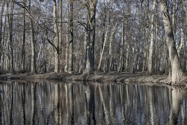 Bare trees reflecting in water in the spring