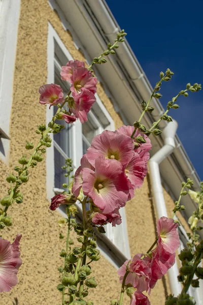 Rosa fiore hollyhock con casa sullo sfondo — Foto Stock