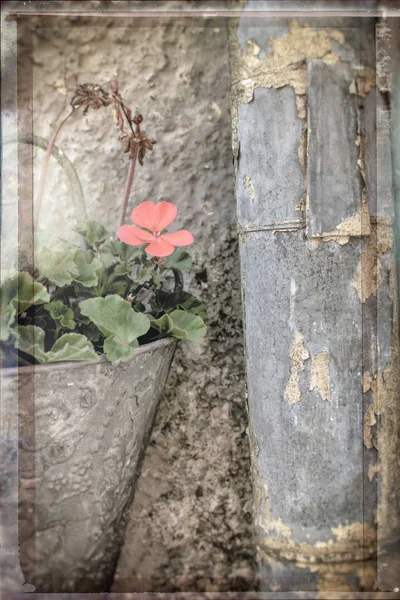 La naturaleza muerta creativa de la flor en la olla pasada de moda de la pared y el ru —  Fotos de Stock