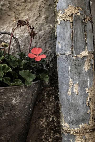Винтажный натюрморт из цветка в старомодном настенном горшке и русе — стоковое фото