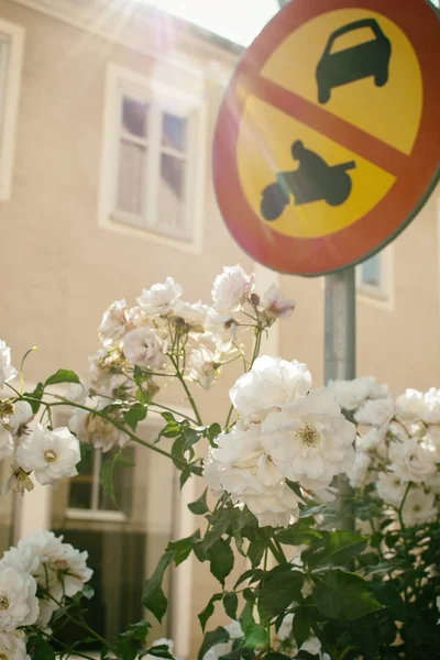 バラの花と通りにレトロなトラフィックサインはありません — ストック写真