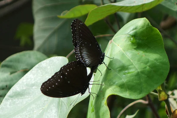Coupling Mating Butterflies Sexual Reproduction Butterflies Nature — Stock Photo, Image