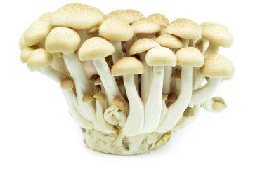 Taze kayın mantar veya beyaz arka plan üzerinde izole Buna shimeji
