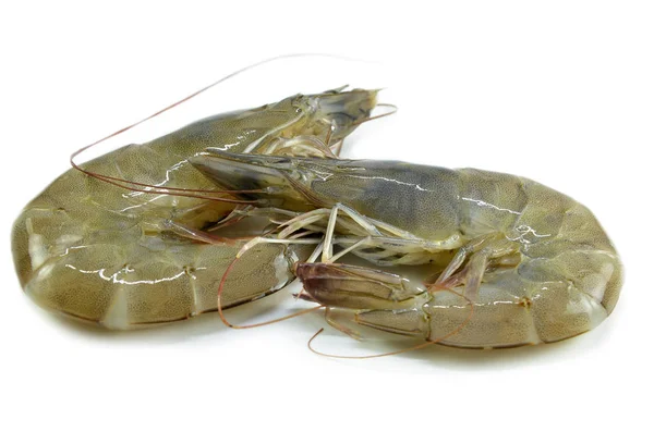Raw Fresh Shrimp Isolate White Background — Stock Photo, Image