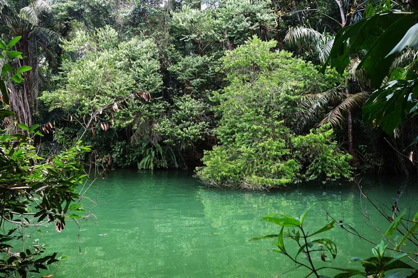 Mangrov Yağmur Ormanlarında Tropikal Turkuaz Gölü — Stok fotoğraf