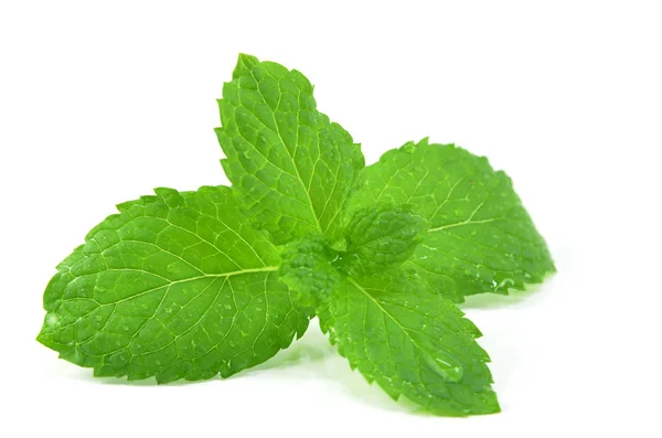 Hojas Menta Fresca Sobre Fondo Blanco — Foto de Stock