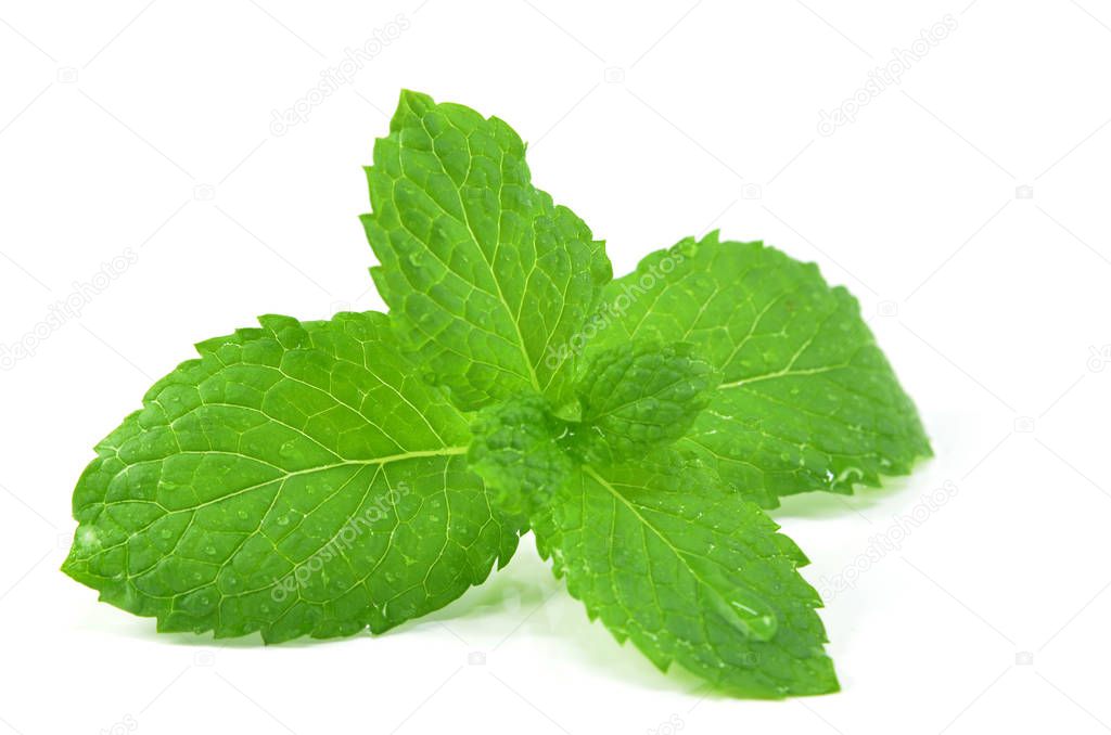 Fresh peppermint leaves on the white background