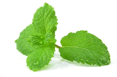 Beyaz arka plan üzerinde taze nane yaprakları