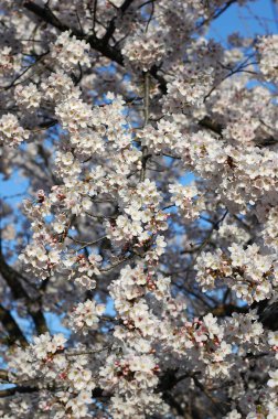 Güzel kiraz çiçeği sakura ilkbahar zamanı mavi gökyüzünde