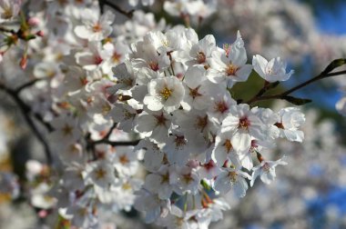 Güzel kiraz çiçeği sakura ilkbahar zamanı mavi gökyüzünde